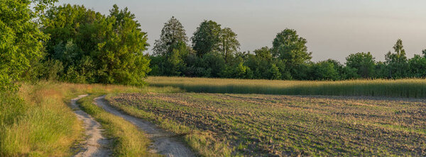 The road along the rye field.
