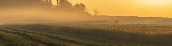 Niebla Mañana Retroiluminada Por Luz Del Sol Sobre Campo Centeno — Foto de Stock