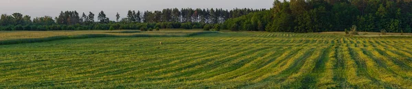 Bocian Spaceruje Skoszonym Polu Żyta Poszukiwaniu Pożywienia — Zdjęcie stockowe