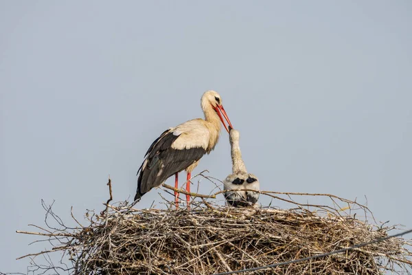 Stork Redet Mater Ungen Sin – stockfoto