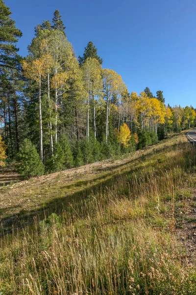 Cesta Kaibab National Forest Poblíž Grand Canyon North Rim — Stock fotografie