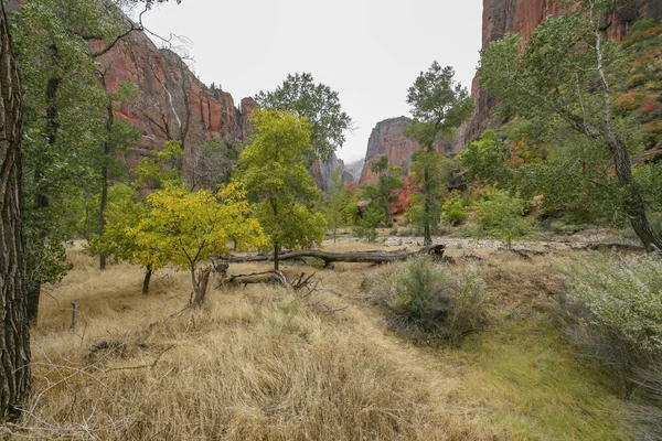Park Narodowy Zion Arizona Usa — Zdjęcie stockowe