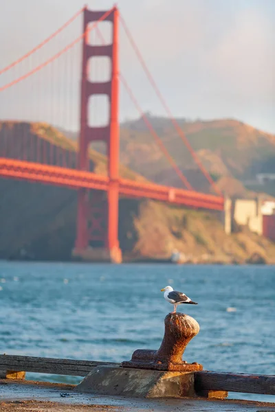 在美国旧金山的日出时分 一只海鸥正聚精会神地坐在背景的金门大桥前 而不是聚精会神地看着 — 图库照片