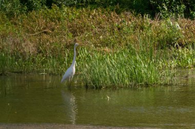 Akşamları beyaz balıkçıl avı, Desna nehri, Ukrayna