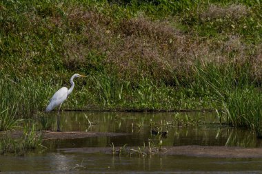 Akşamları beyaz balıkçıl avı, Desna nehri, Ukrayna