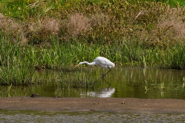 Caza Garza Blanca Por Noche Río Desna Ucrania — Foto de Stock