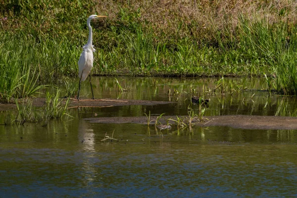 Chasse Héron Blanc Soir Rivière Desna Ukraine — Photo