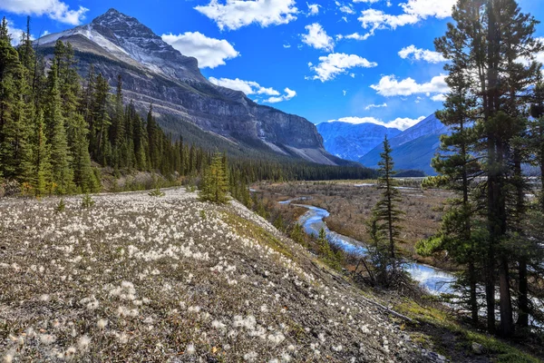 Nature Canada — Stock Photo, Image