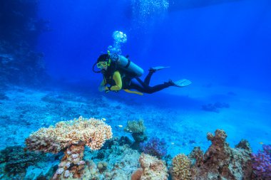 red Sea Diver