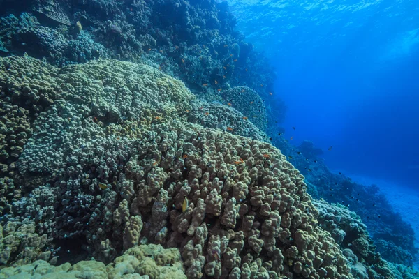 Barriera corallina — Foto Stock