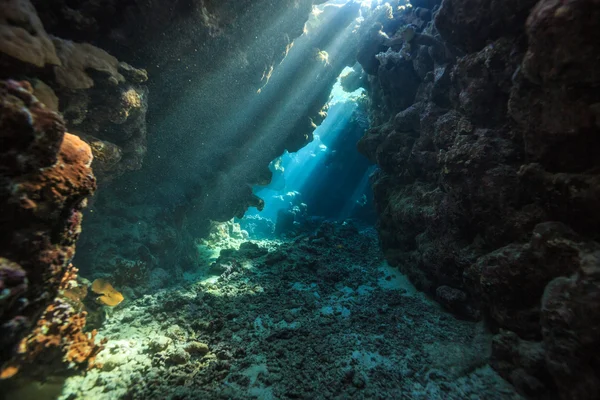 Coral reef — Stock Photo, Image