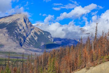 Icefield Parkway