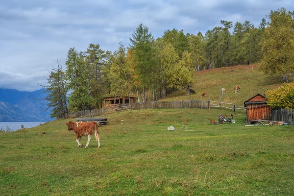 Villaggio di montagna nelle montagne Altai — Foto Stock