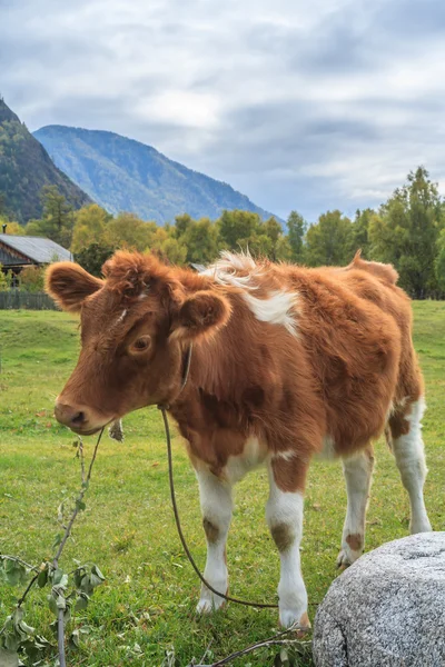 Altay dağlarında dağ köyü — Stok fotoğraf