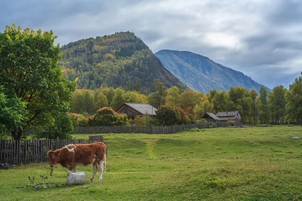 アルタイ山脈の山の村 — ストック写真