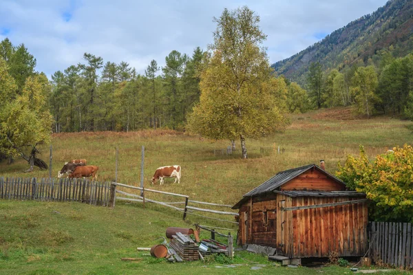 Hegyi falu, az Altaj-hegység — Stock Fotó