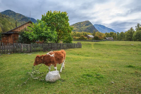 Hegyi falu, az Altaj-hegység — Stock Fotó