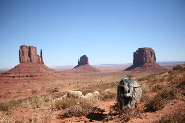 Sheep grazing in Monument Valley — Stock Photo, Image