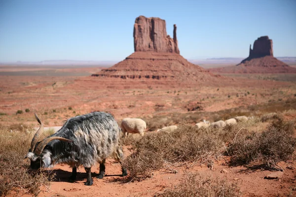 Выпас овец в Долине Монументов — стоковое фото