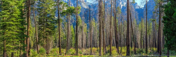 Yosemite Nemzeti Park — Stock Fotó