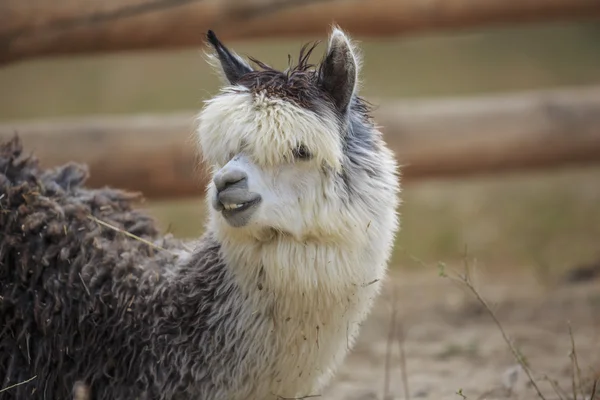 Alpaca — Stock Photo, Image