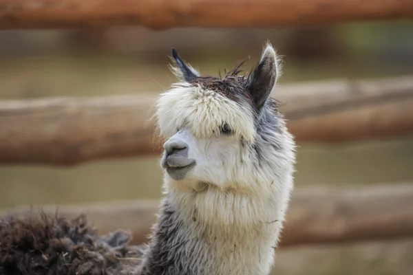 Alpaca — Stock Photo, Image