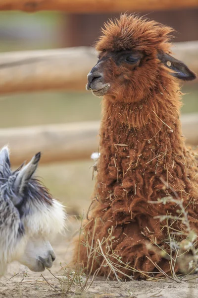 Alpaca — Foto de Stock