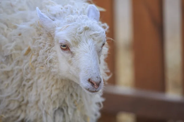 Portrait of a sheep — Stock Photo, Image