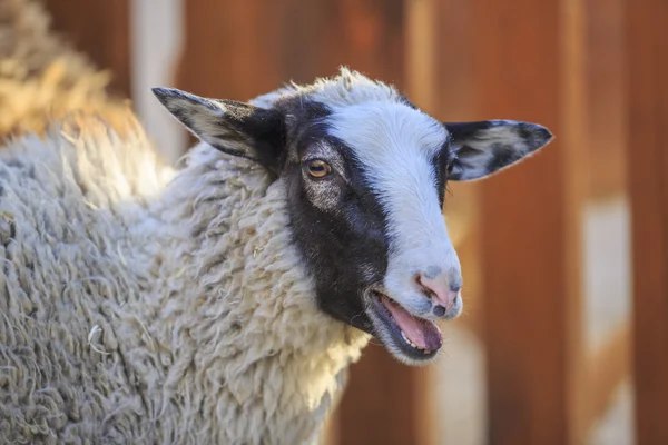 Portrait of a sheep — Stock Photo, Image