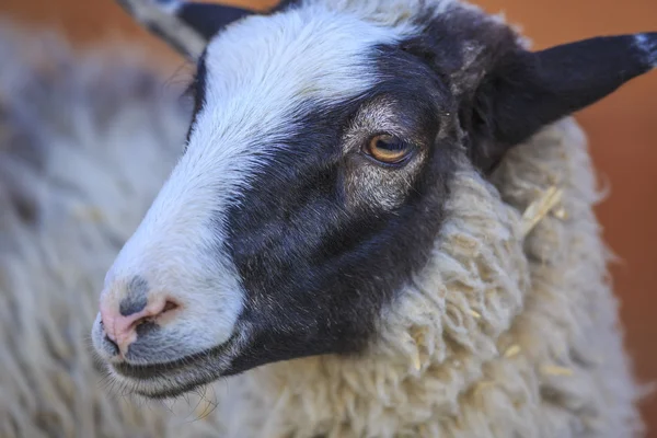 Portrait of a sheep — Stock Photo, Image