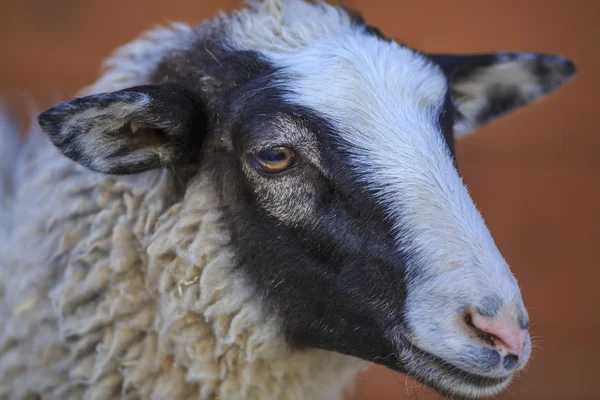Portret owcy — Zdjęcie stockowe