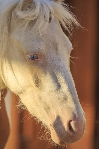 Retrato de caballo — Foto de Stock