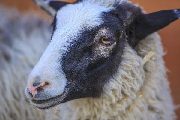 Portrait of a sheep Royalty Free Stock Photos