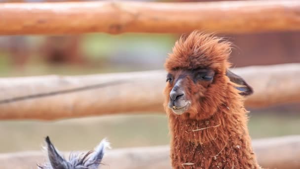 Alpaca — Vídeos de Stock