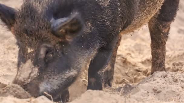 Wildschweine — Stockvideo