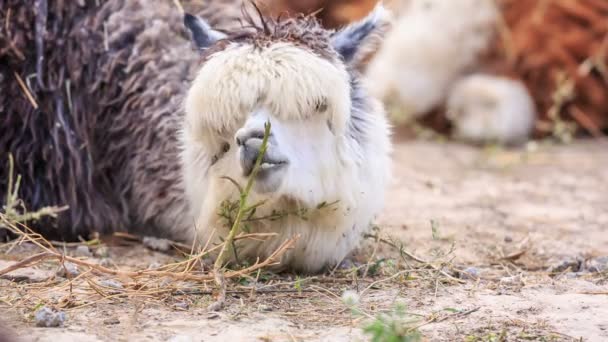 Alpaca — Vídeos de Stock