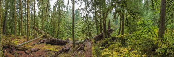 HOH regnskogen, Olympic National Park — Stockfoto