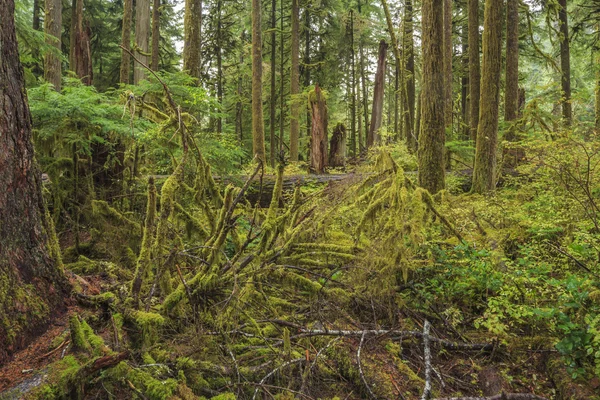 Forêt tropicale humide Hoh, Parc national olympique — Photo