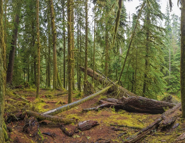 Forêt tropicale humide Hoh, Parc national olympique — Photo