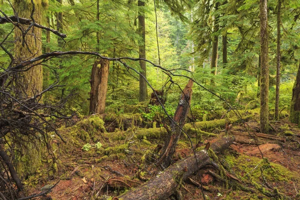 Forêt tropicale humide Hoh, Parc national olympique — Photo