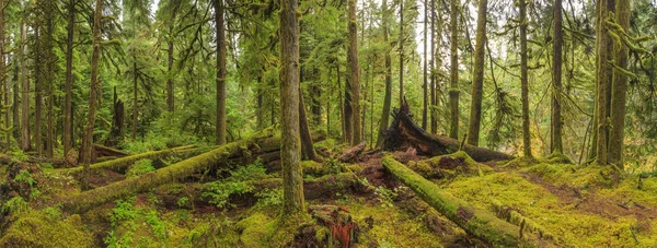 HOH regnskogen, Olympic National Park Royaltyfria Stockfoton