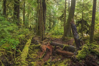 Hoh yağmur ormanları, olimpik Milli Parkı