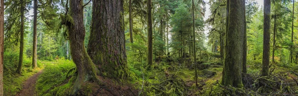 HOH regnskogen, Olympic National Park Royaltyfria Stockbilder