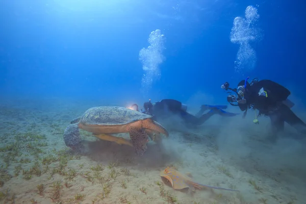 Tortuga marina gigante come hierba — Foto de Stock