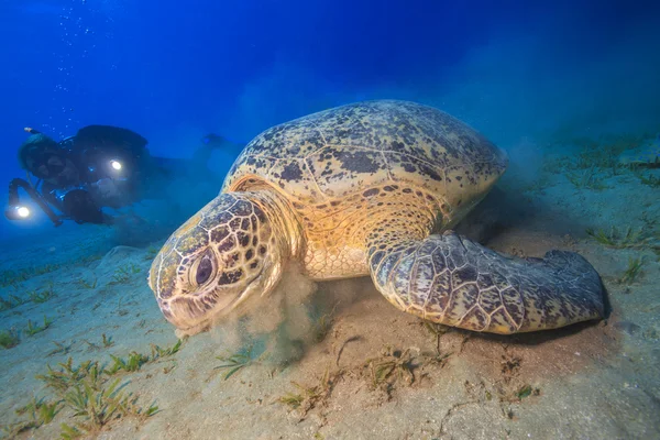 Γιγάντια χελώνα θάλασσας τρώει χόρτο — Φωτογραφία Αρχείου