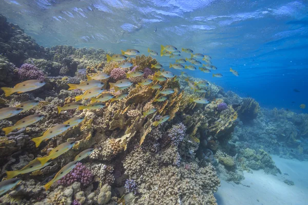 Coral reef, Red Sea, Egypt — Stock Photo, Image