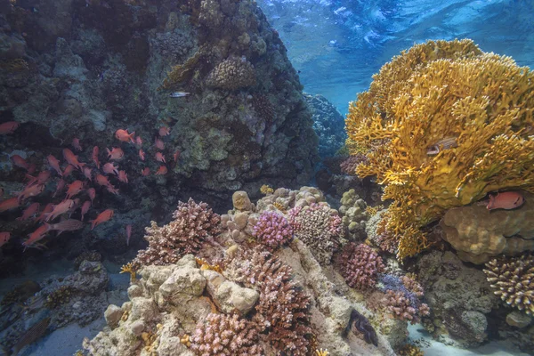 Coral reef, Red Sea, Egypt — Stock Photo, Image