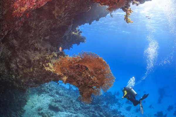 Diver in the Red Sea, Egypt — Stock Photo, Image