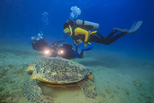 Gigantisk havssköldpadda äter gräs Stockbild