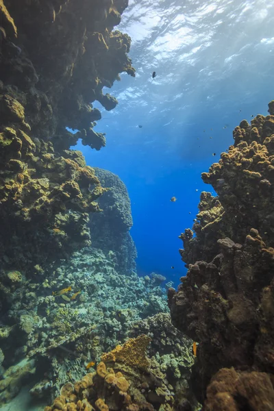 Коралловый риф, Красное море, Египет Стоковое Изображение